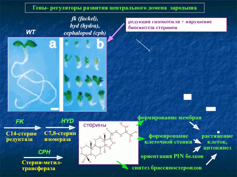 Кракен даркнет слушать